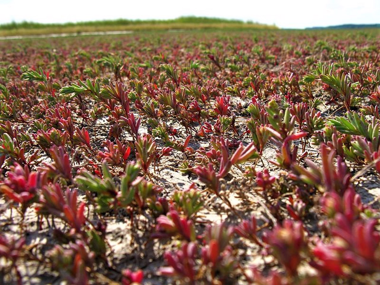 Село Новотроїцьке, Новомосковський район