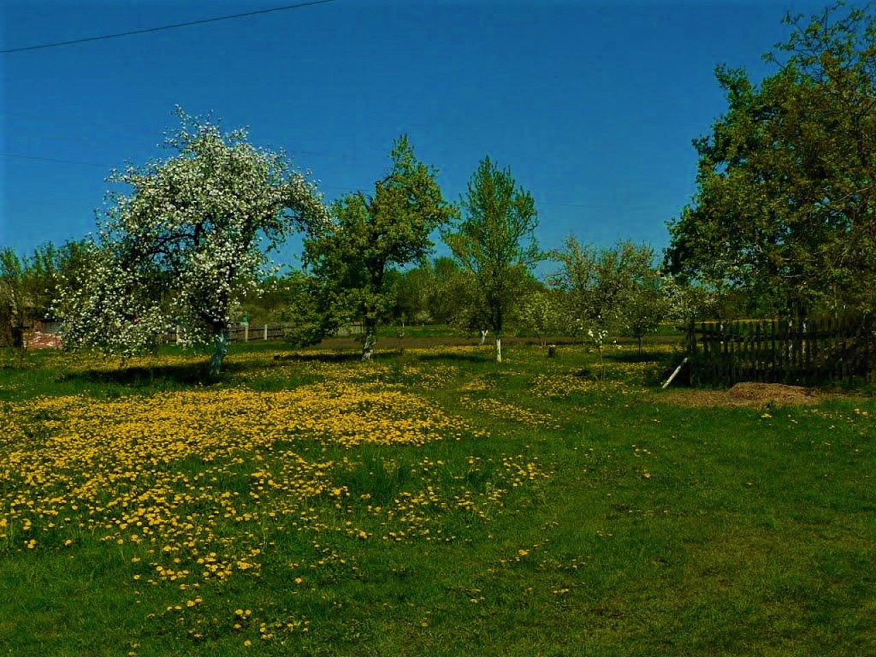 Soloviivka village