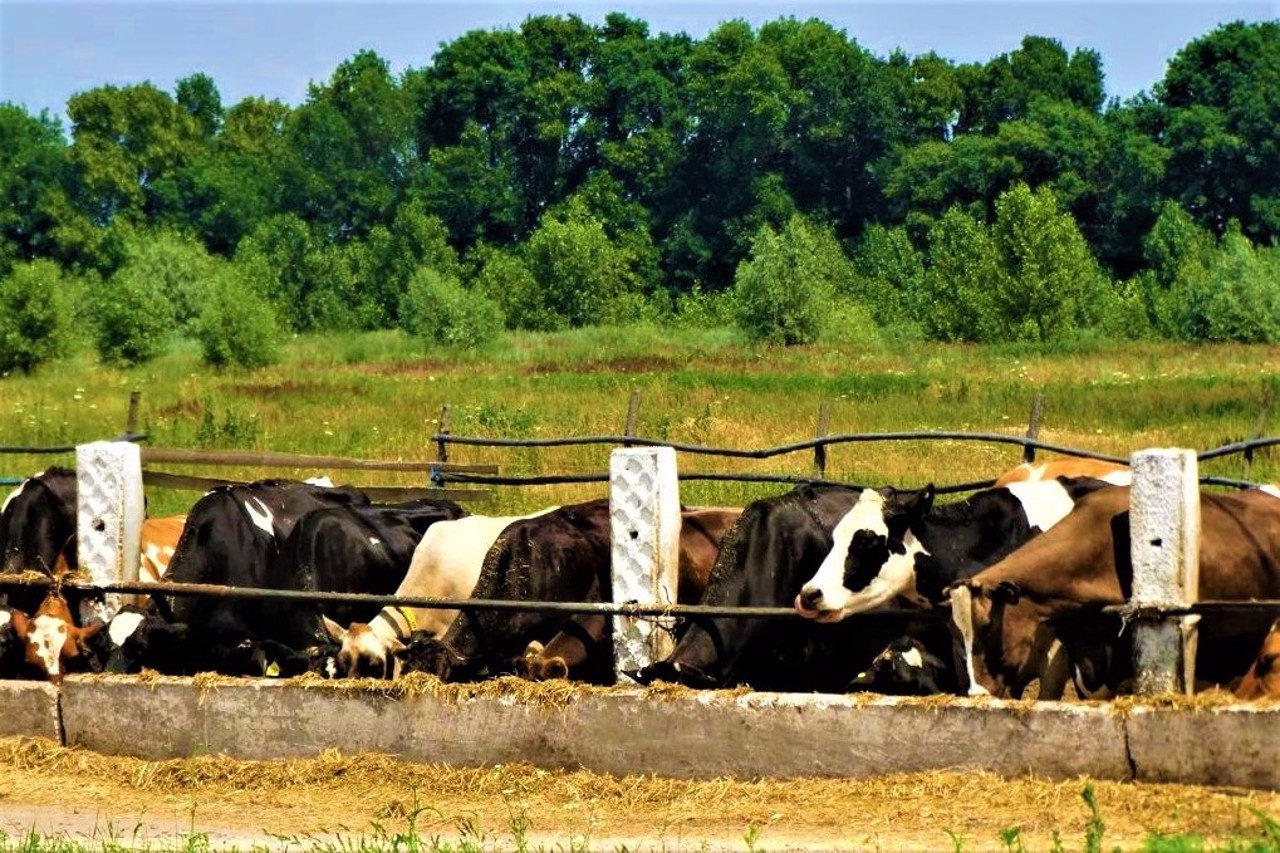 Krasnosilske village, Chernihiv region