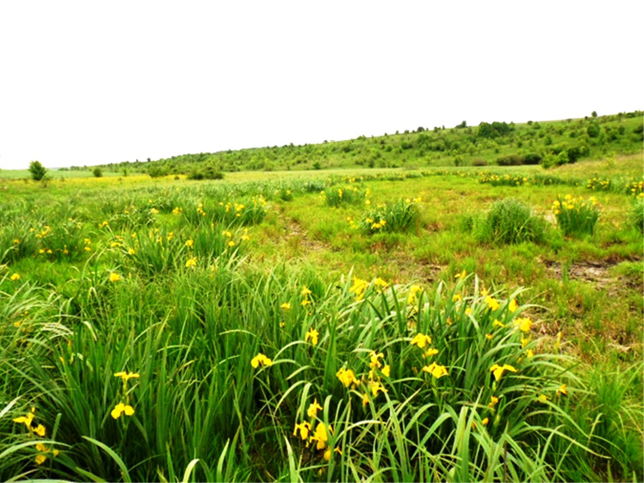 Село Снітків