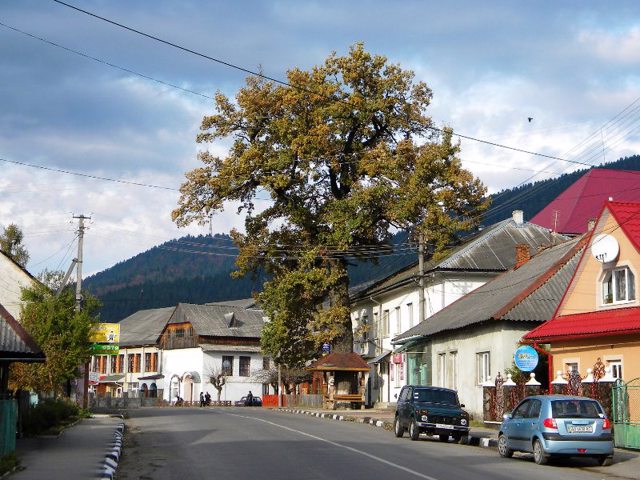 500-year-old Oak, Mizhhirya