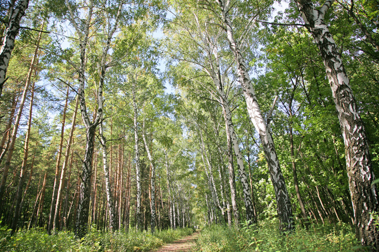 Великоанадольський ліс, Графське