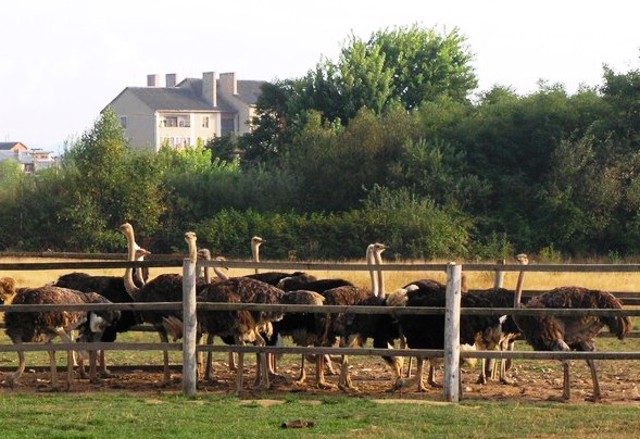 Ostrich Farm, Khust