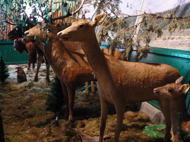 Flora and Fauna Museum, Shatsk