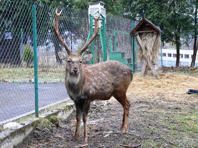 Museum of Nature Roztochchya, Ivano-Frankove