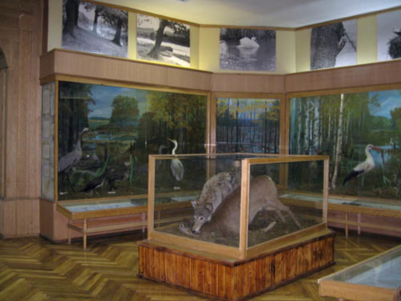 Музей флоры и фауны, Радомышль