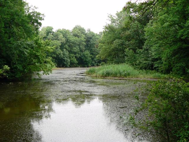 Trykratsky Forest, Trykraty