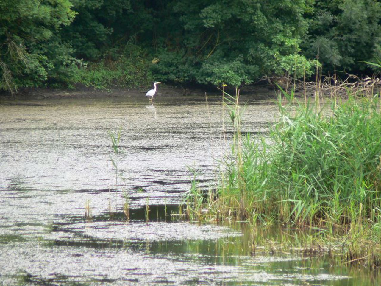 Trykratsky Forest, Trykraty