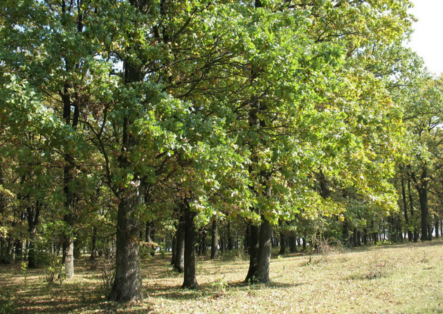 Романковецкий парк, Романковцы