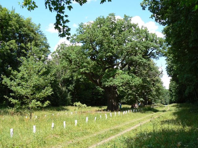 Kochubey oaks, Dykanka