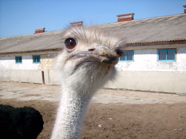 VIP Ostrich Farm, Zazymya