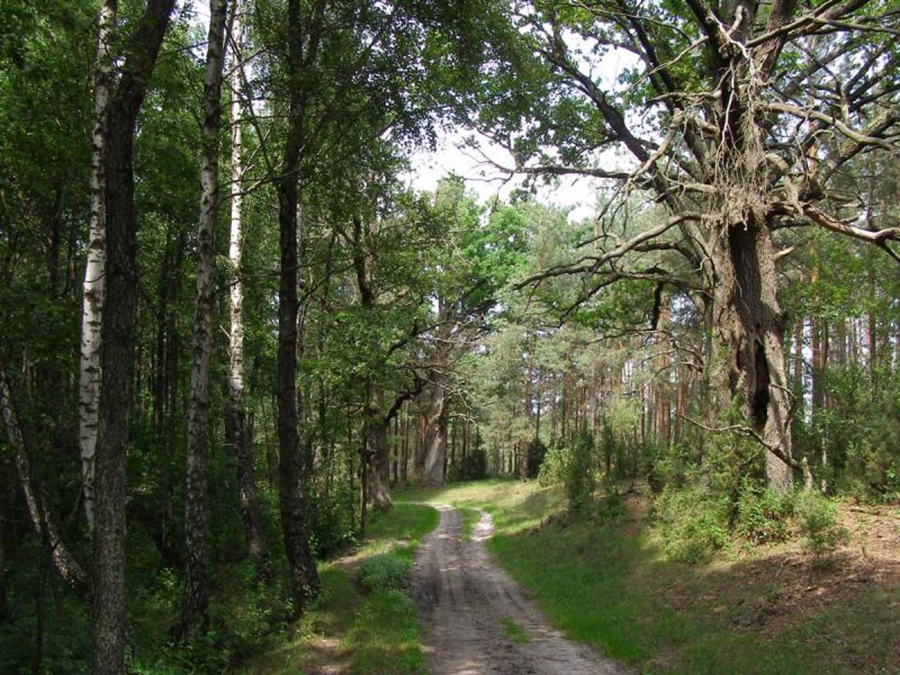 Polissya Reserve, Selezivka