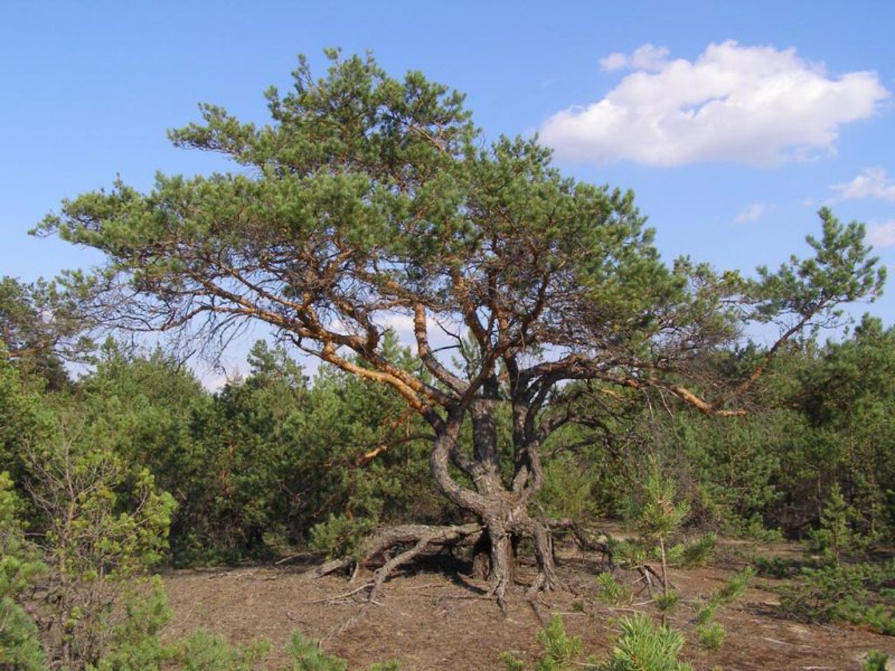 Полесский заповедник, Селезовка