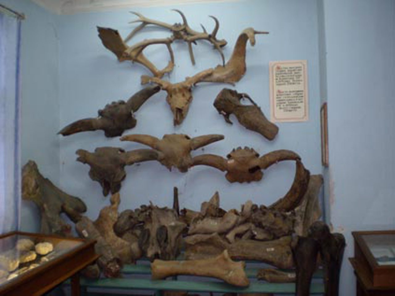Канівський природний заповідник (Музей природи), Канів
