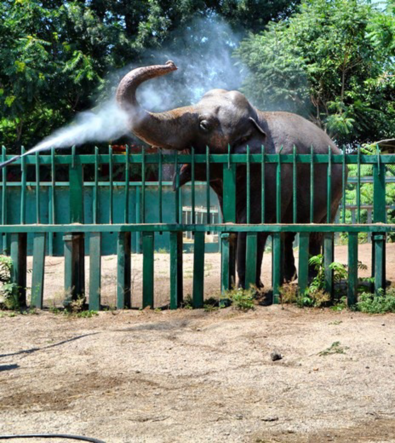 Odesa Zoo