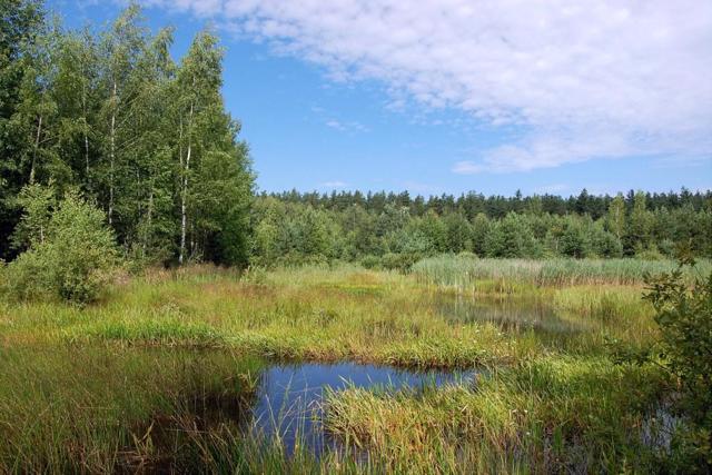 Гетьманський парк, Тростянець