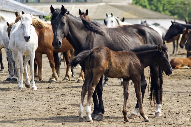 Dibrivka Horse Farm