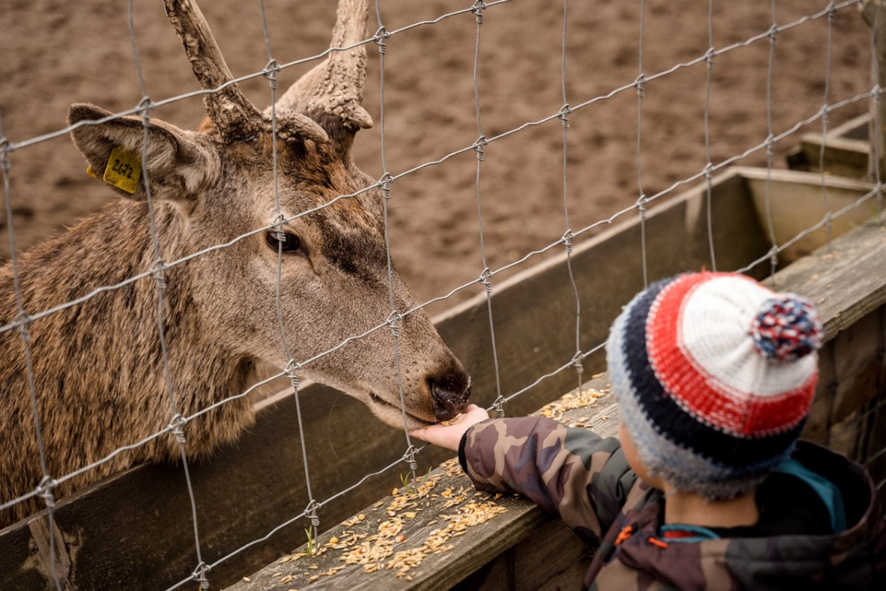 Amila Ecopark (Deer Farm), Radovychi