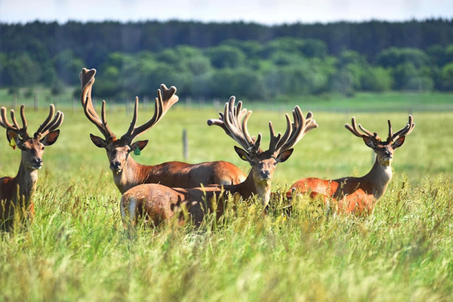 Amila Ecopark (Deer Farm), Radovychi