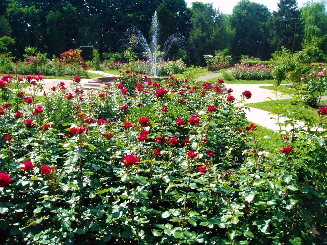 Botanical Garden Hryshko, Kyiv