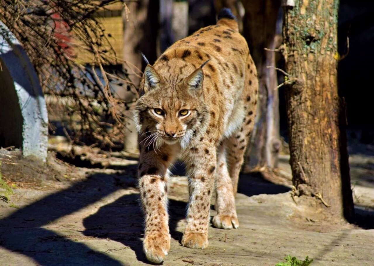 Kyiv Zoo