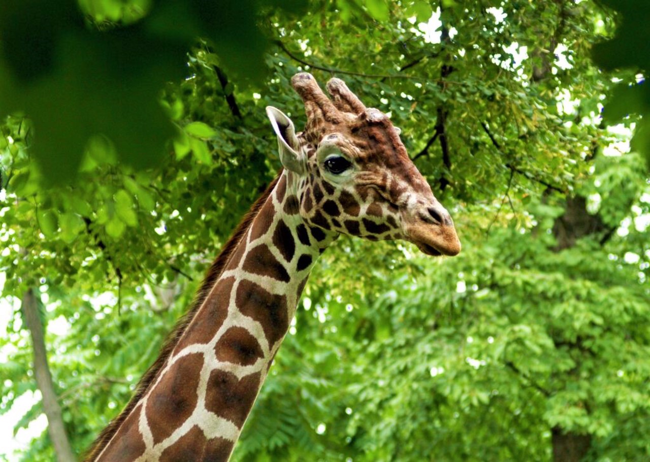 Kyiv Zoo