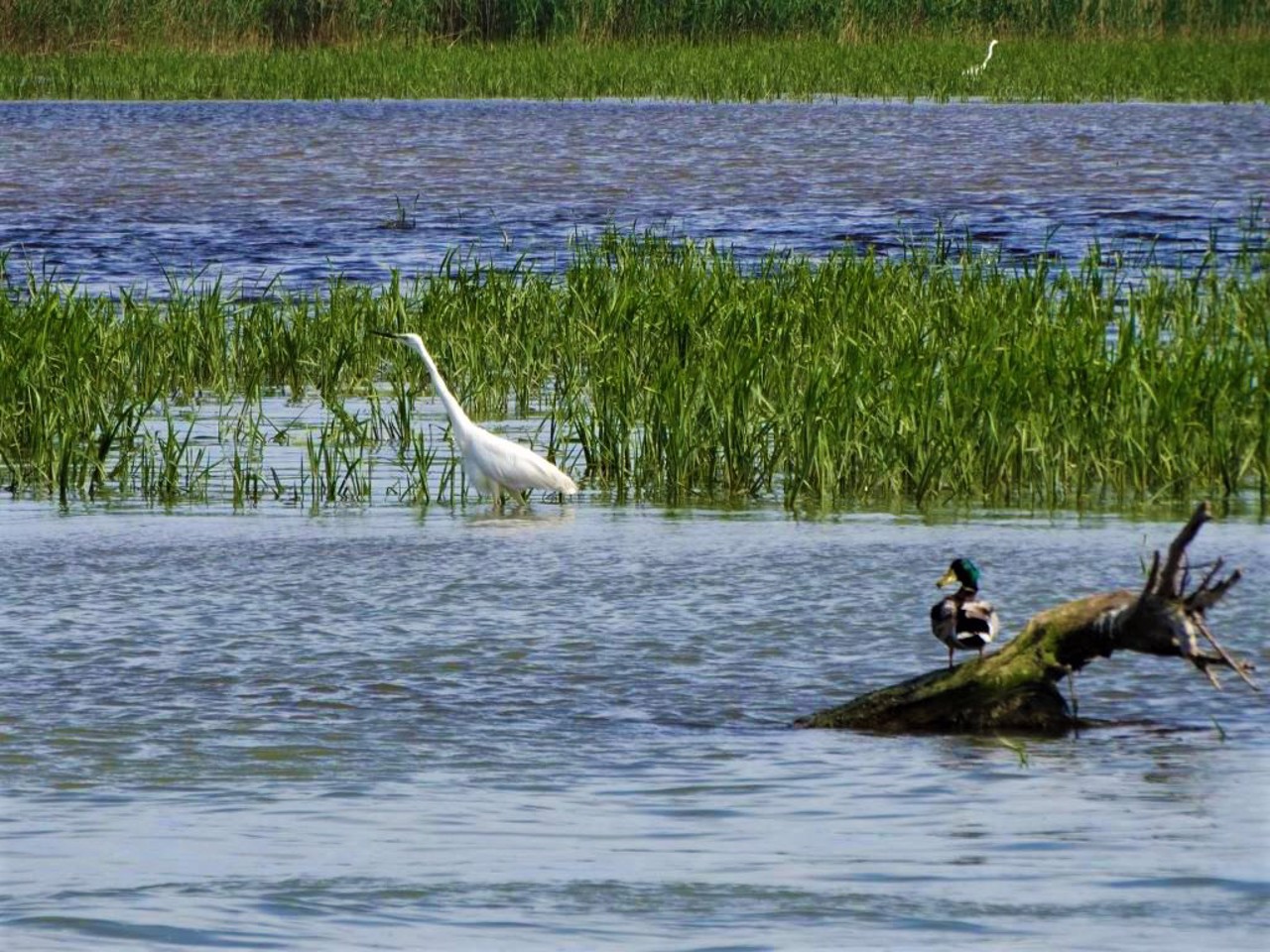 Danube Biosphere Reserve, Vylkove