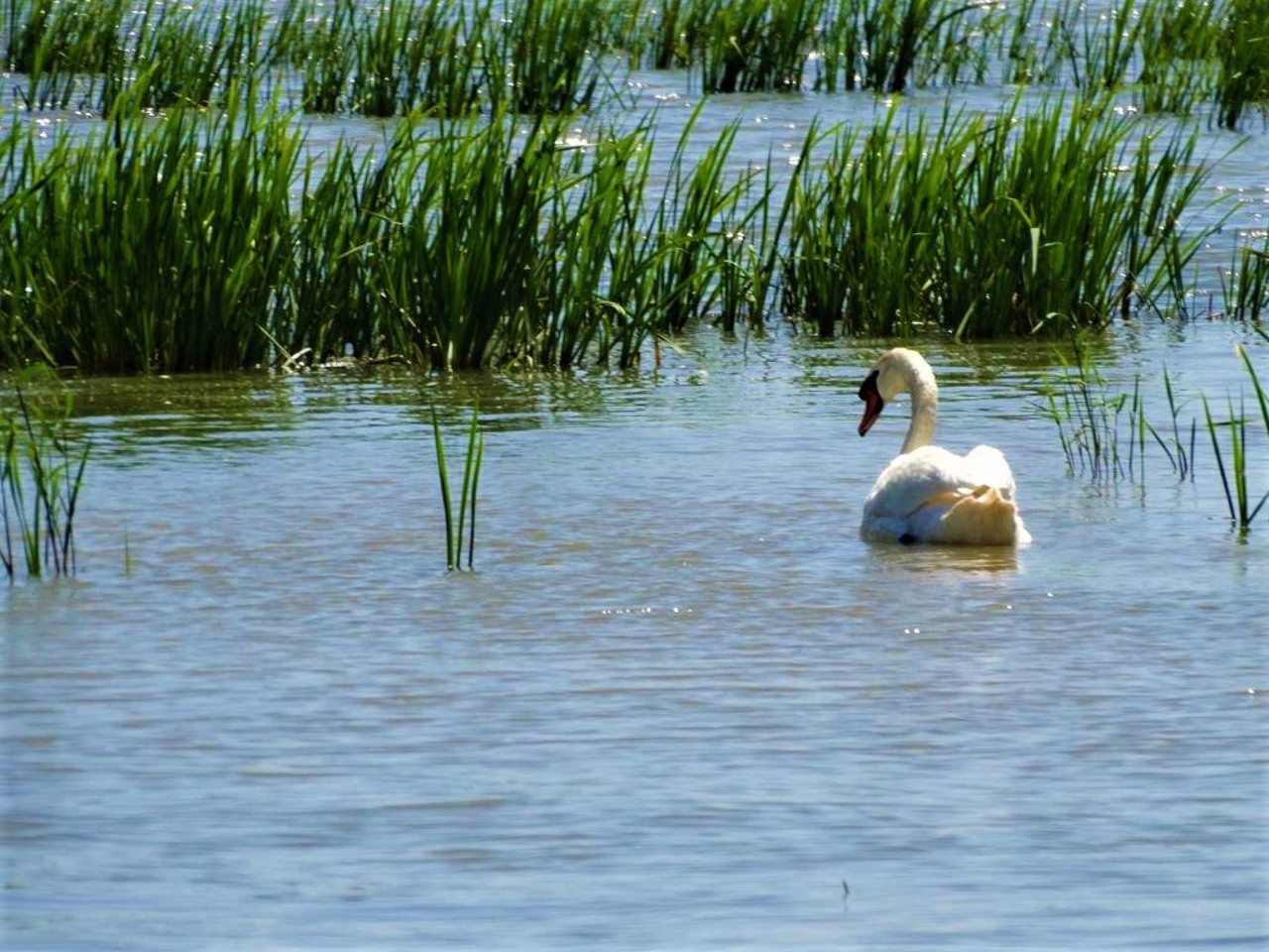 Danube Biosphere Reserve, Vylkove