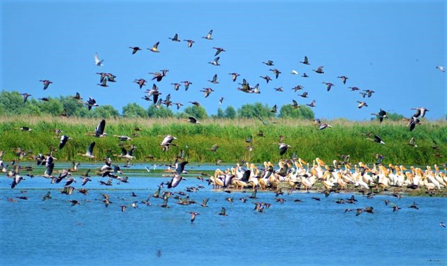 Danube Biosphere Reserve, Vylkove