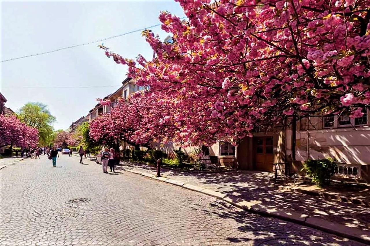 Sakura Alley, Uzhhorod