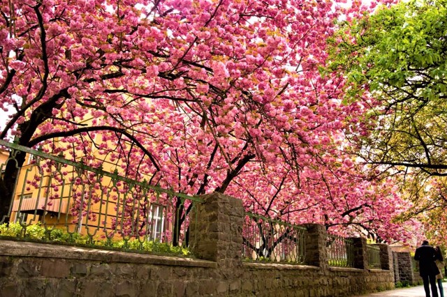 Sakura Alley, Uzhhorod