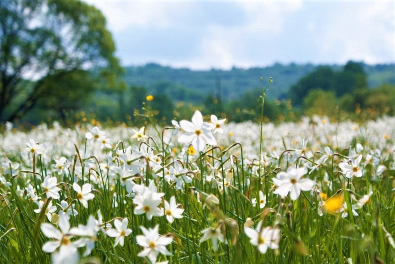 Narcissus valley, Khust