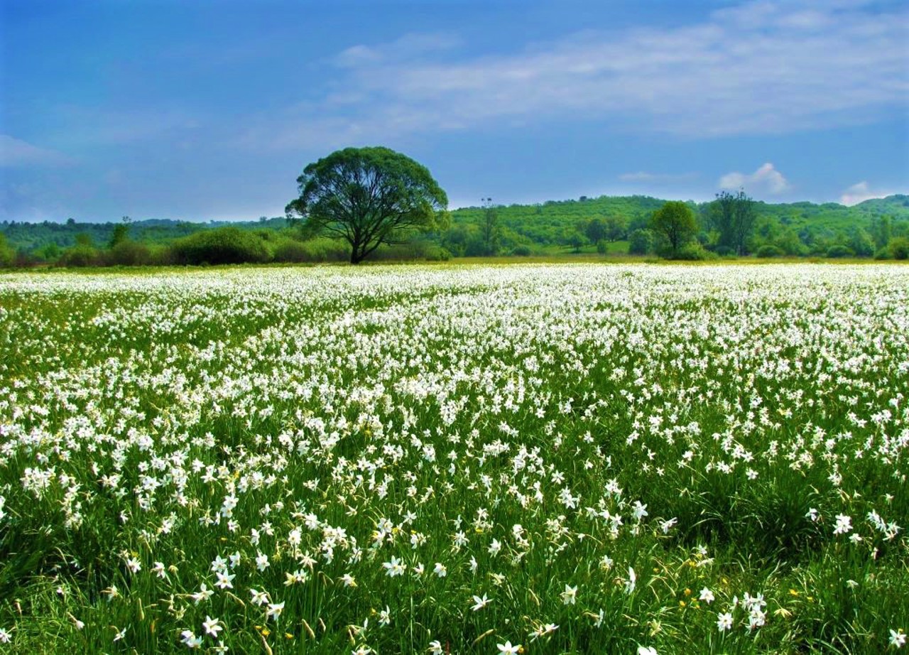 Narcissus valley, Khust