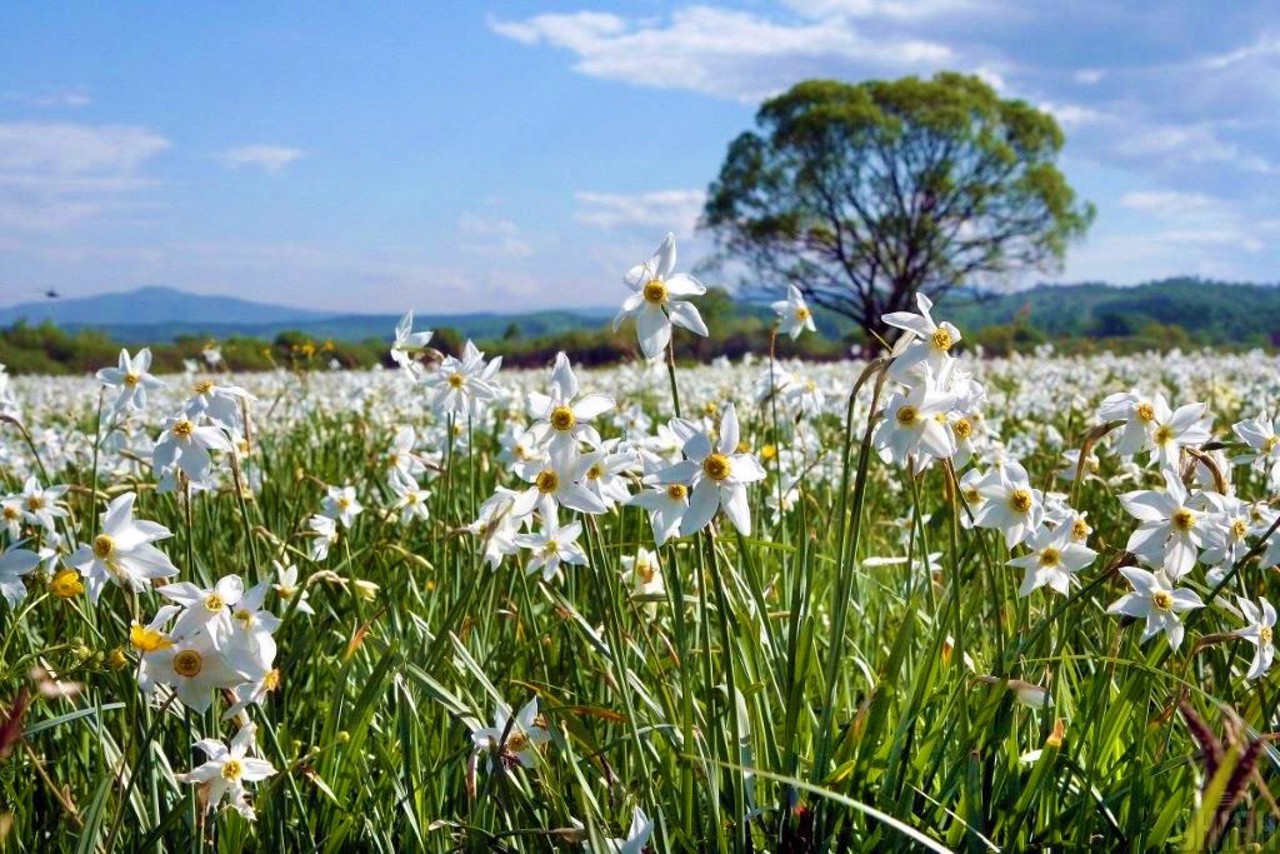 Narcissus valley, Khust