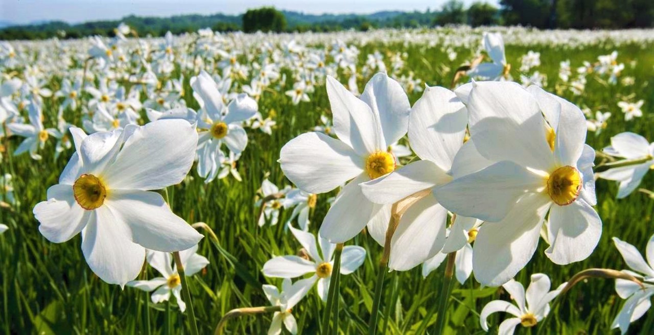 Narcissus valley, Khust