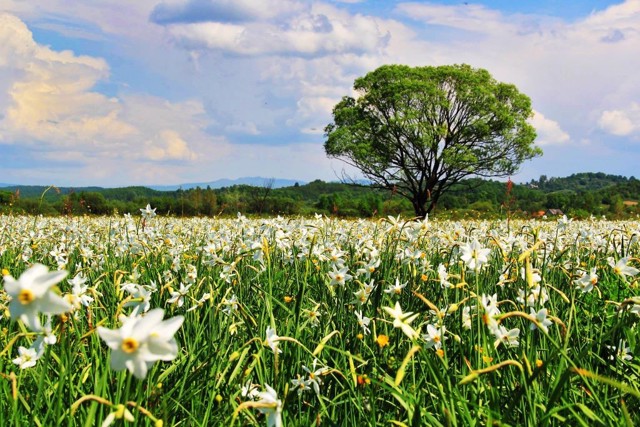 Narcissus valley, Khust