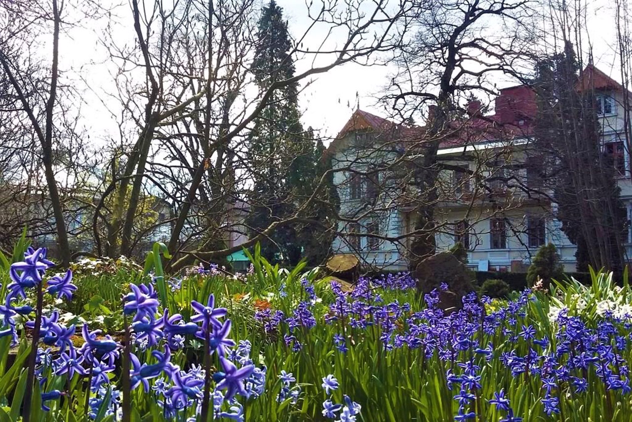 Ботанічний сад, Чернівці