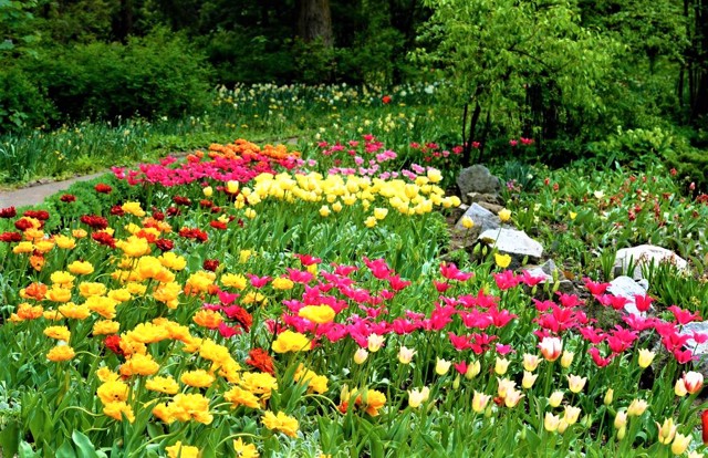 Ботанический сад, Черновцы