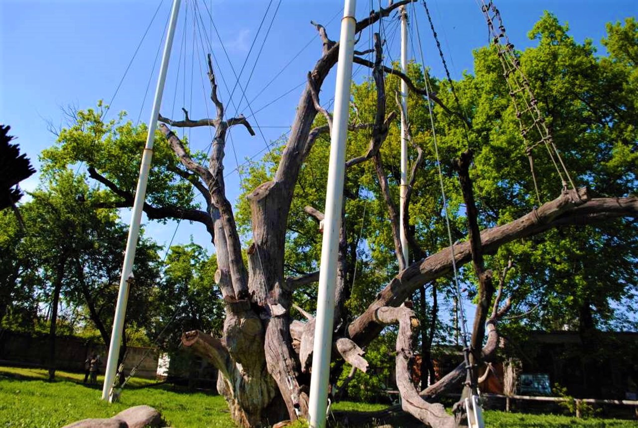 Zaporozhzhian Oak, Zaporizhzhia