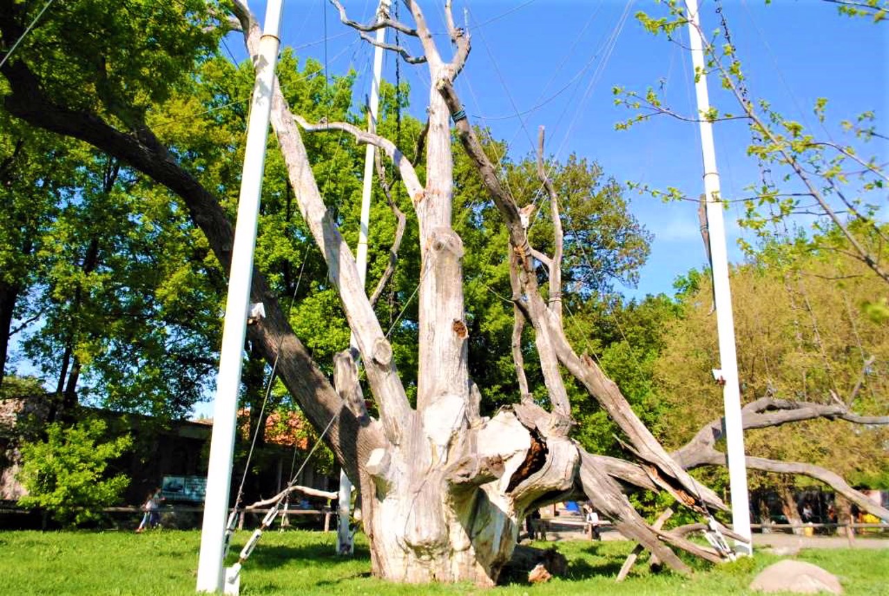 Zaporozhzhian Oak, Zaporizhzhia