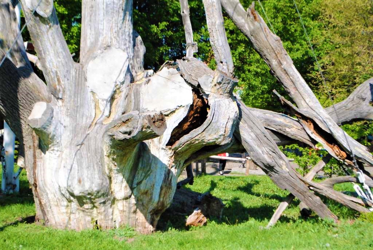 Zaporozhzhian Oak, Zaporizhzhia