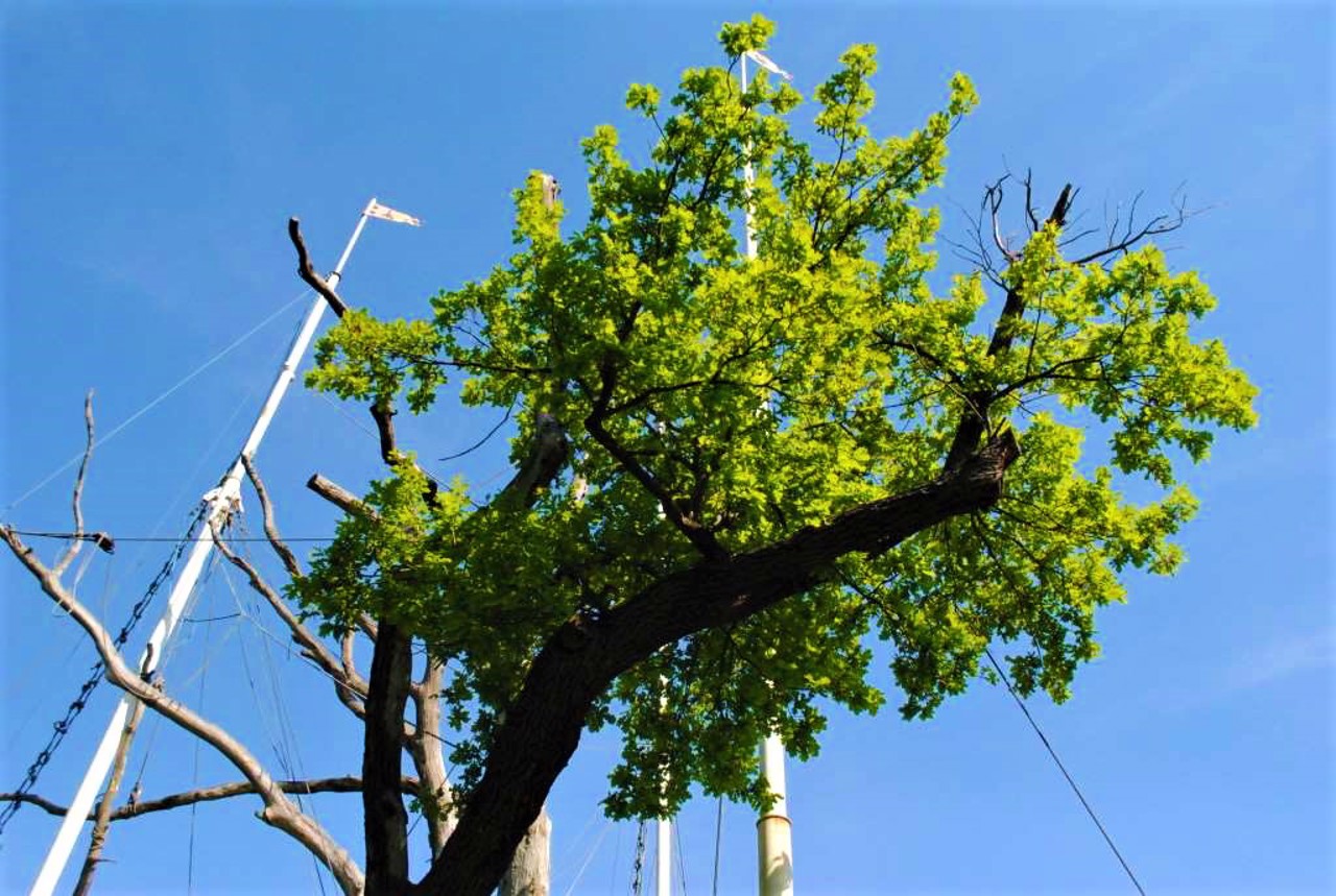 Zaporozhzhian Oak, Zaporizhzhia