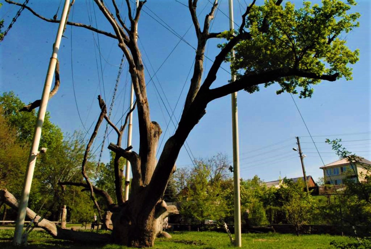 Zaporozhzhian Oak, Zaporizhzhia