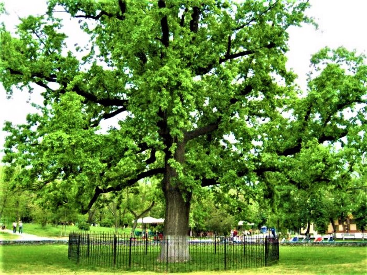 Pedunculate oak, Kherson
