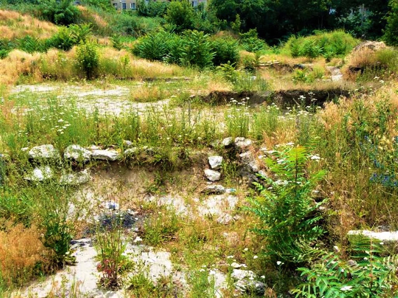Wild Garden settlement, Mykolaiv
