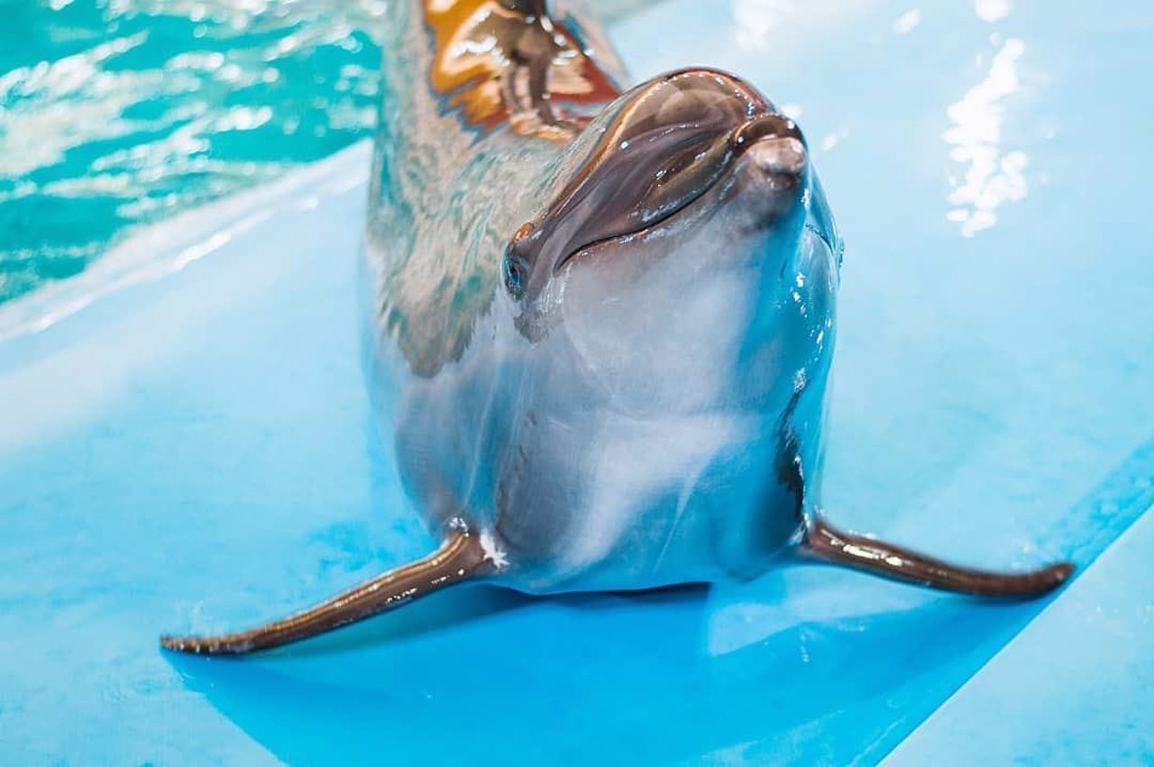 Dolphinarium Nemo, Kharkiv