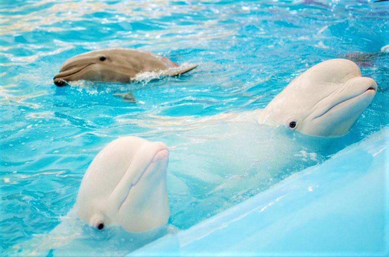 Dolphinarium Nemo, Kharkiv