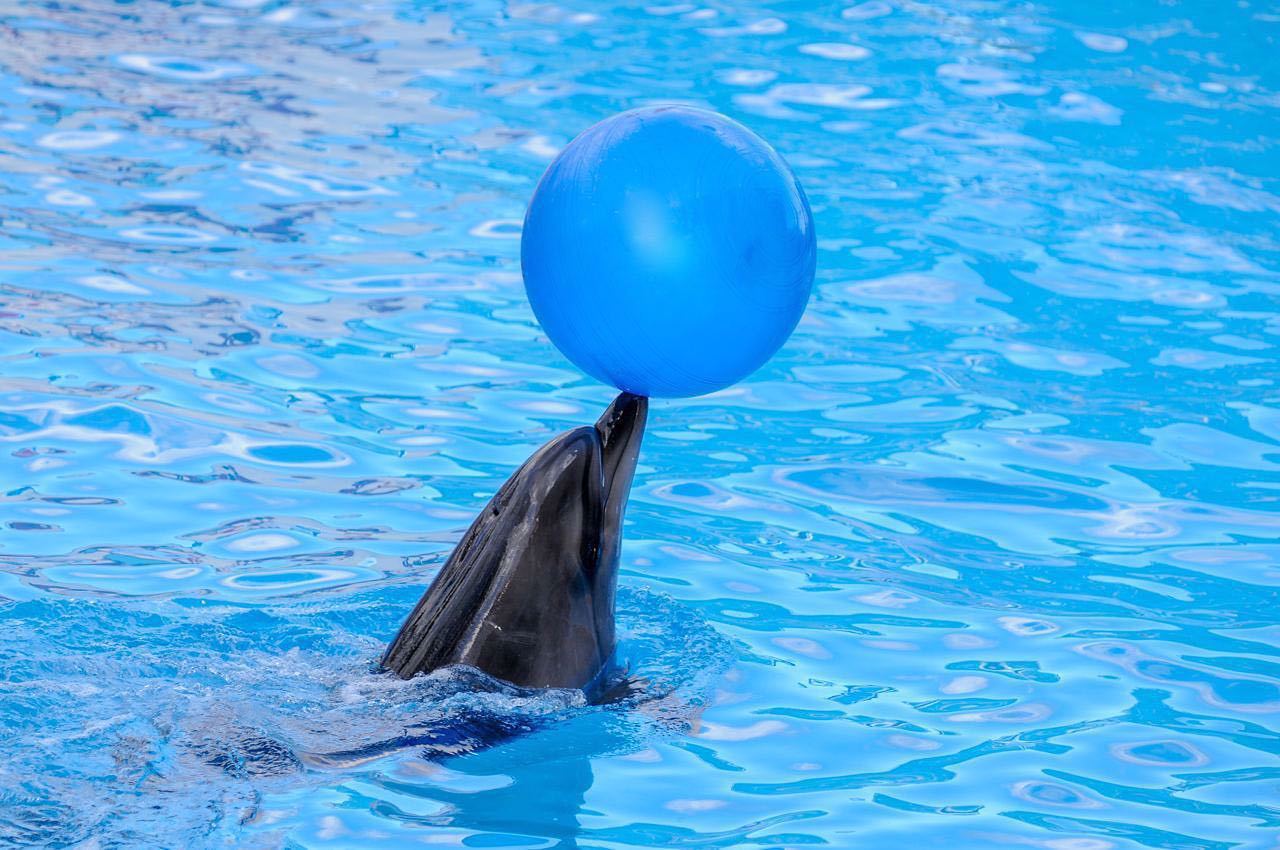 Dolphinarium Nemo, Kharkiv