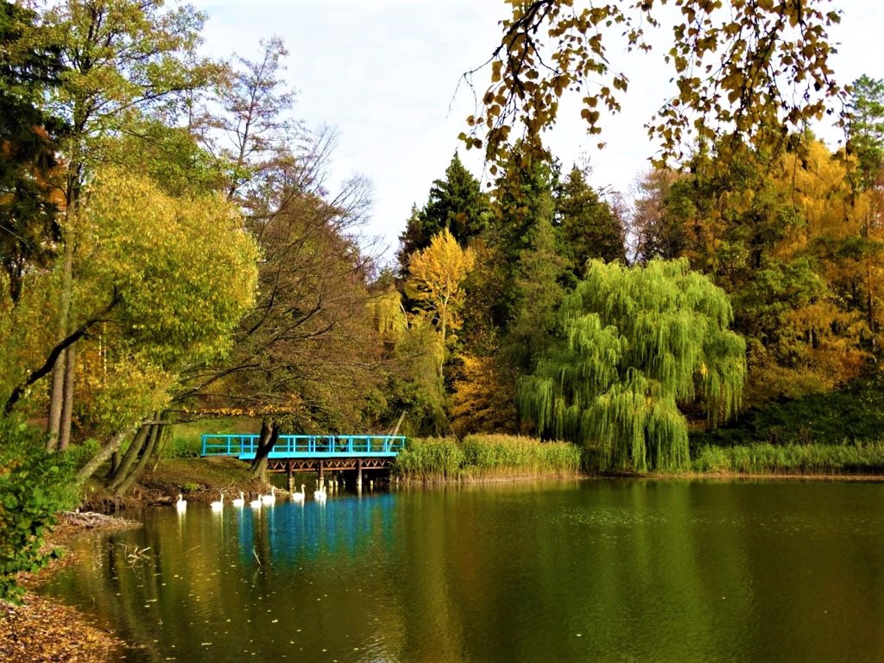 Dendrology Park Trostianets