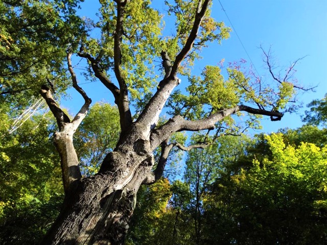 Zaliznyak Oak, Kholodny Yar